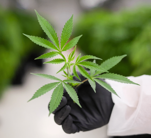 The Green Path of Dispensary Cannabis