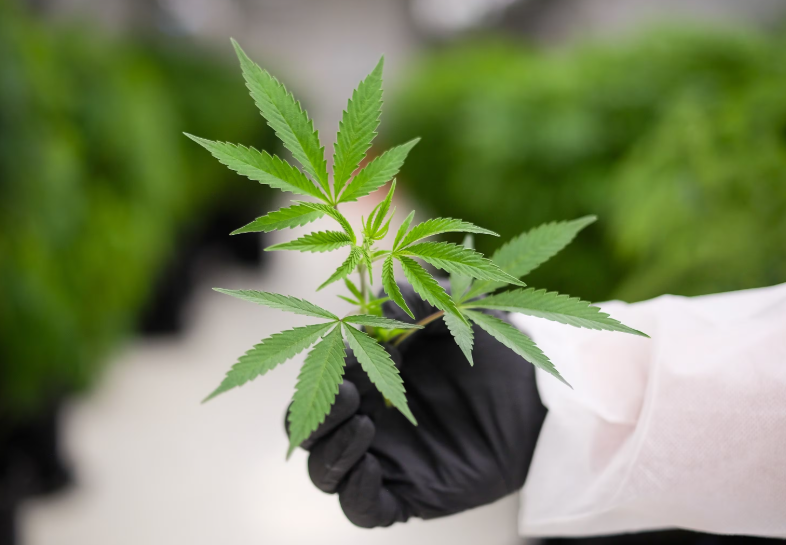 The Green Path of Dispensary Cannabis